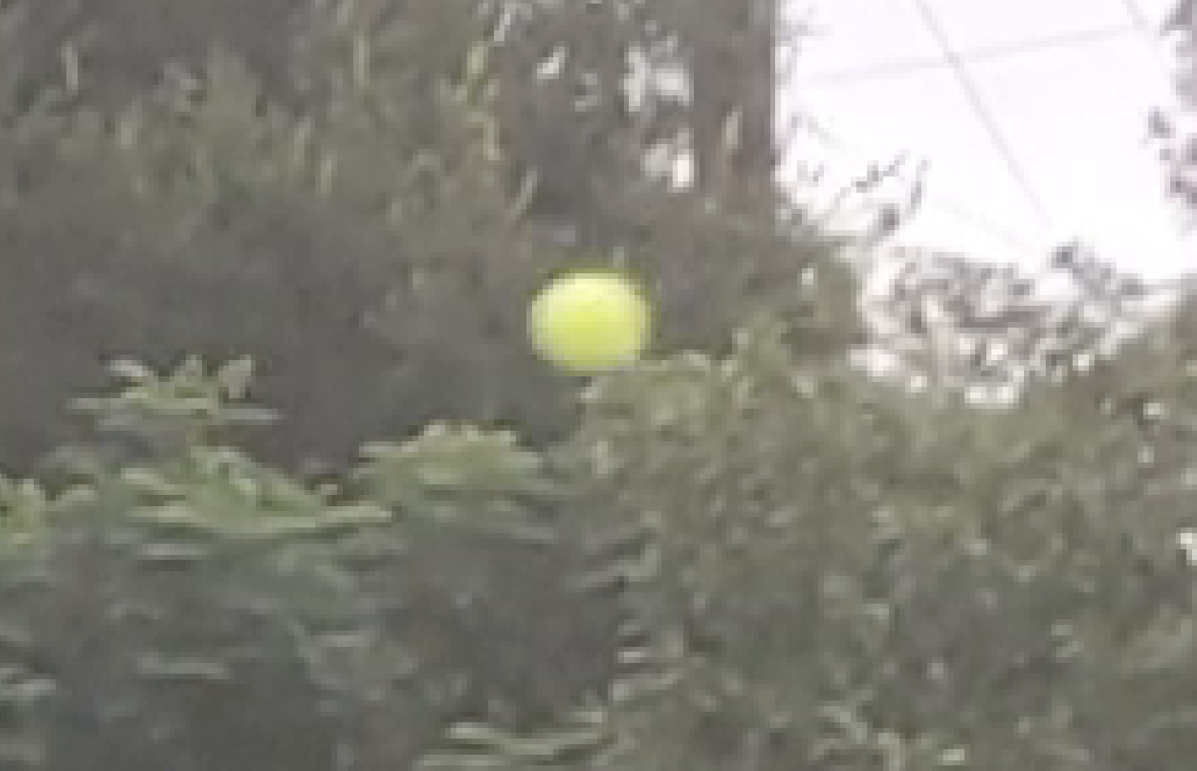 blurry tennis ball